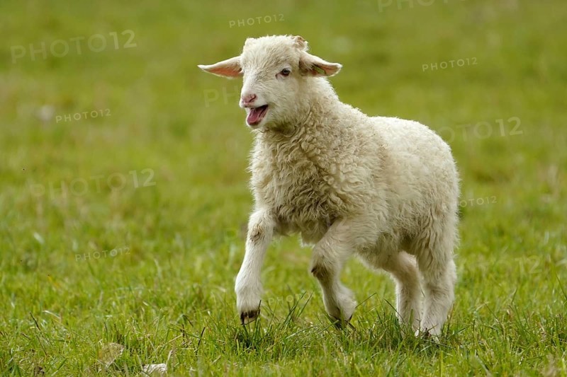 Forest sheep