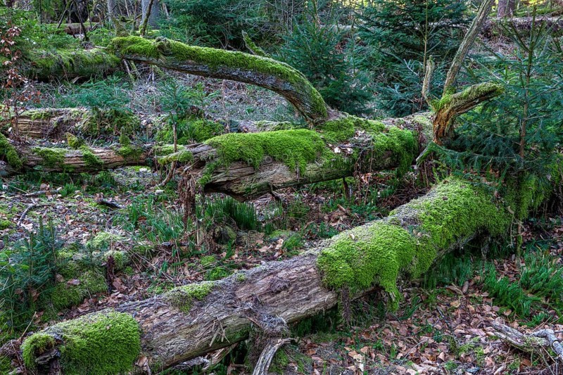 Spruce forest
