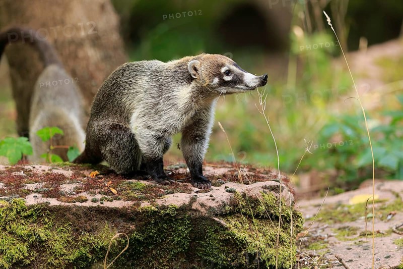 White-trunked coati