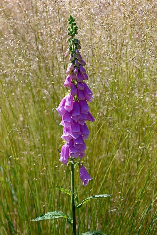 Common foxglove