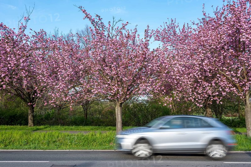 Cherry blossom