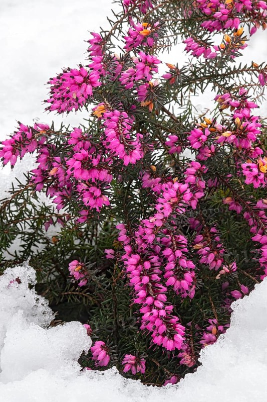Winter heath