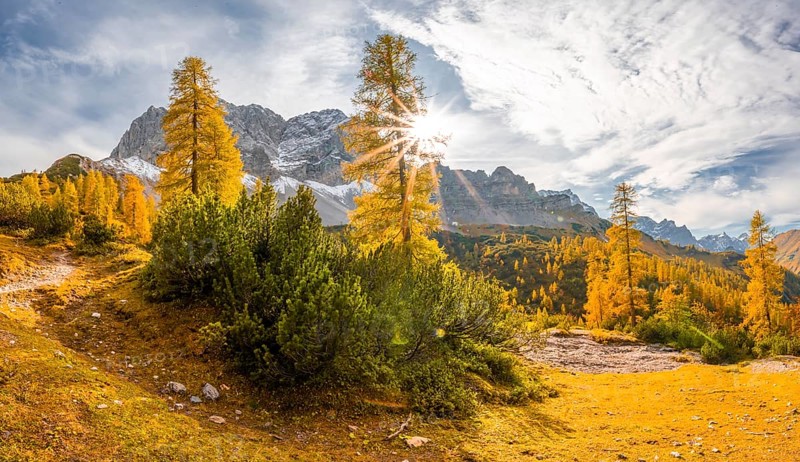 Yellow larches in autumn