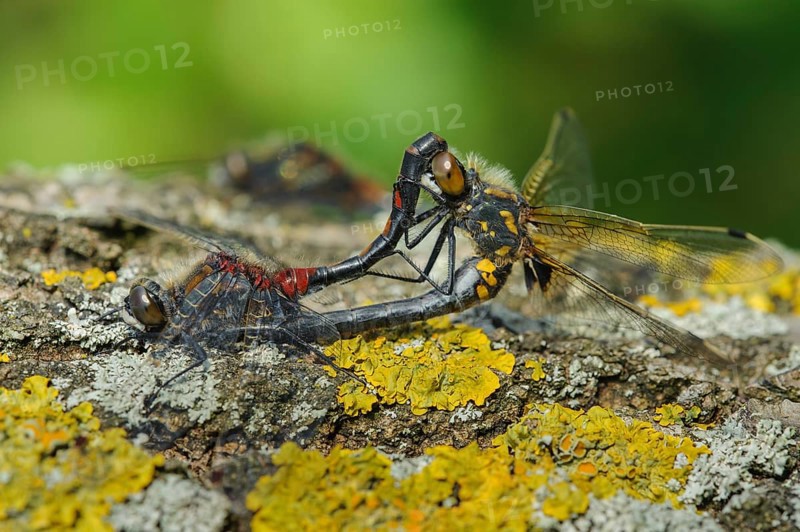 White-faced darter