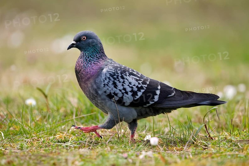 City dove