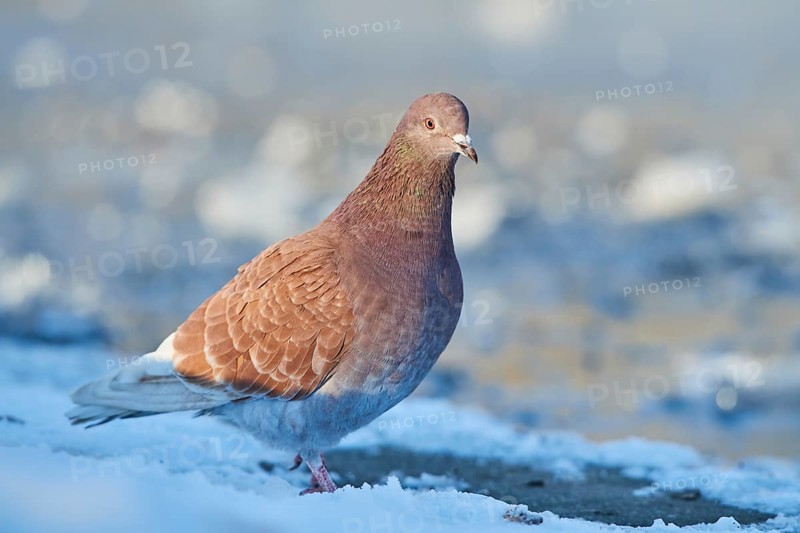 Stock Dove