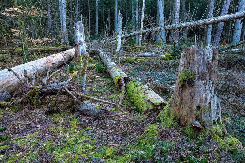Spruce forest