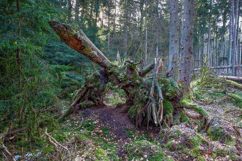 Spruce forest