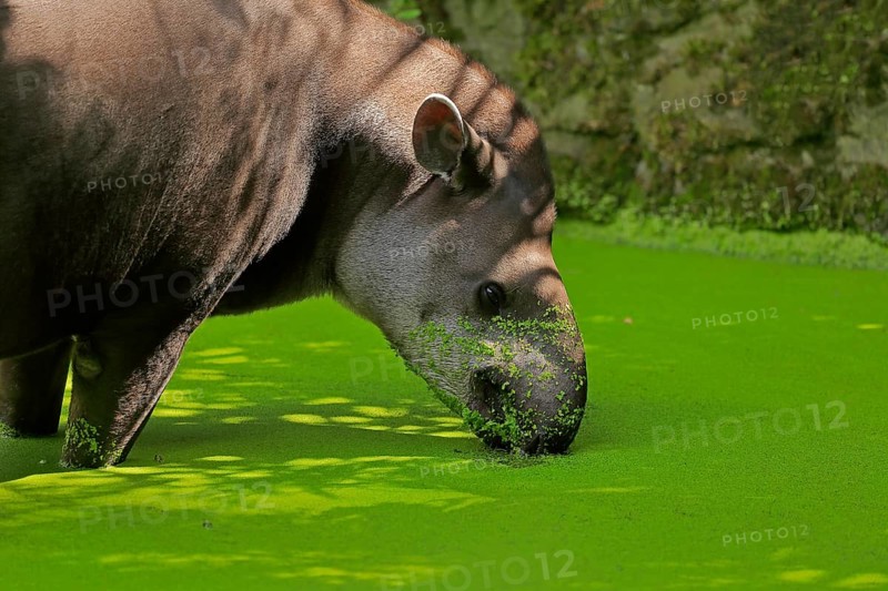 Lowland tapir