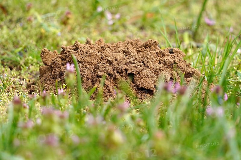 Mole mound in a meadow