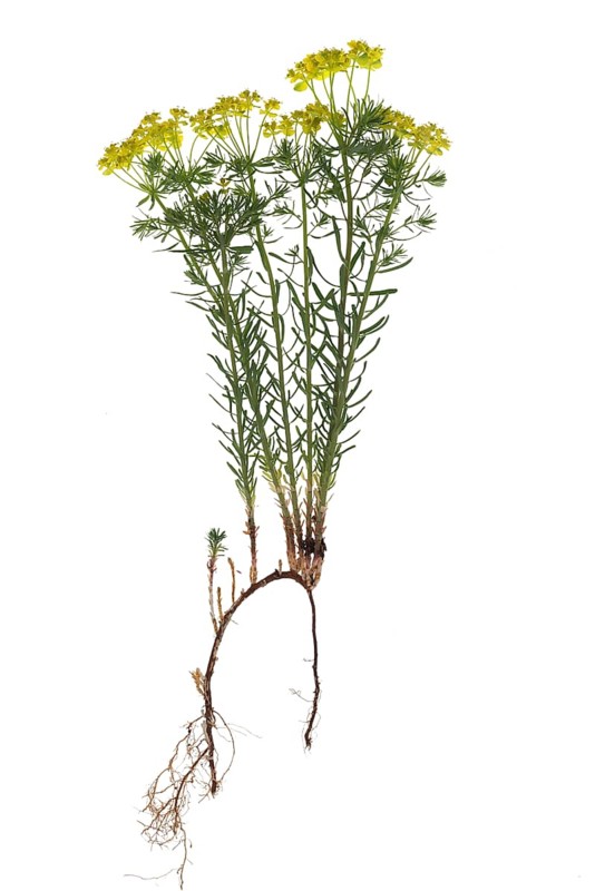 Cypress spurge