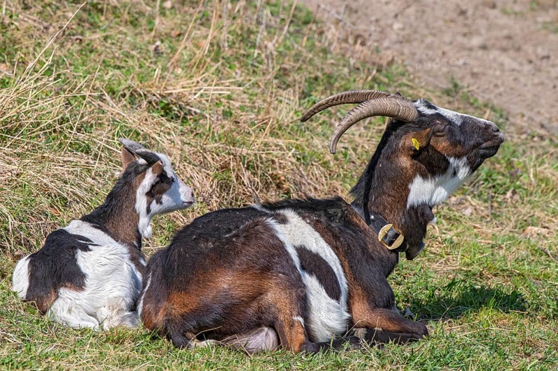 Tauernschecken domestic goat