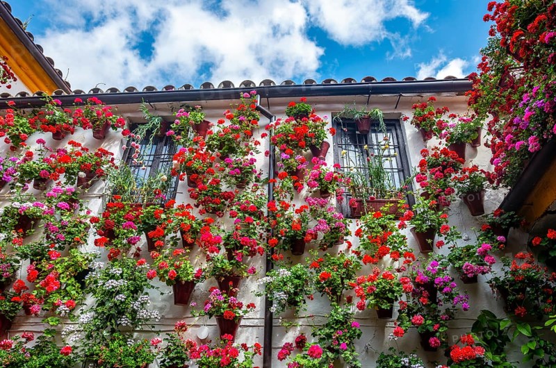 Many red geraniums in flower pots on the house wall