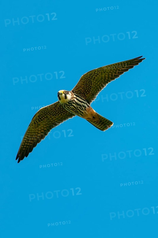 Eurasian hobby