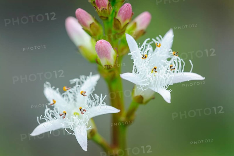 Bog bean