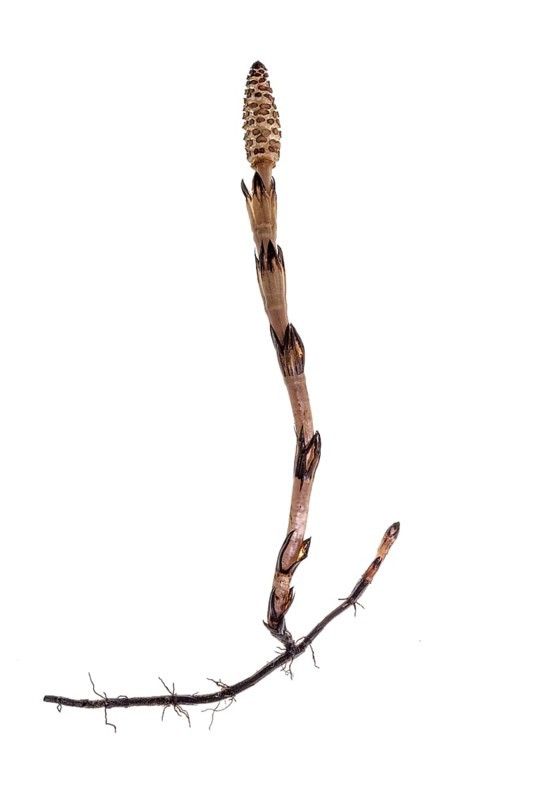 Field horsetail