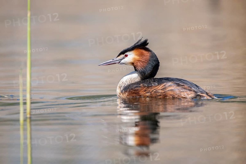 Great crested grebe