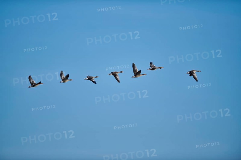Flying Greylag goose