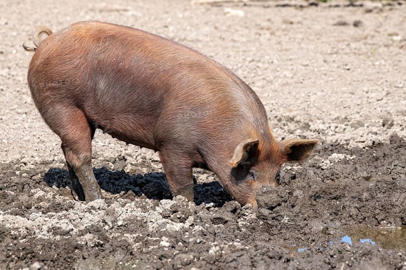 Duroc pig