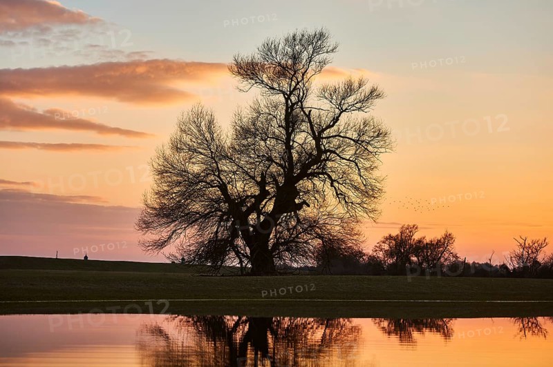 Crack willow or brittle willow