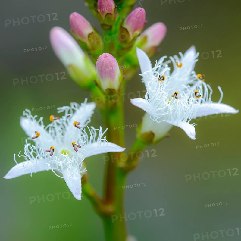 Bog bean