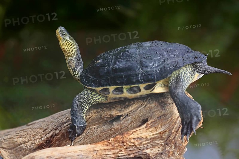 Chinese stripe-necked turtle