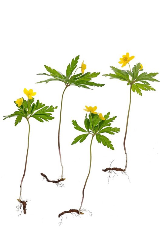 Yellow Anemones