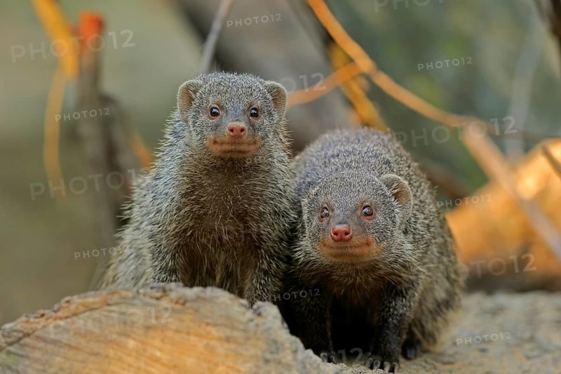 Dwarf mongoose