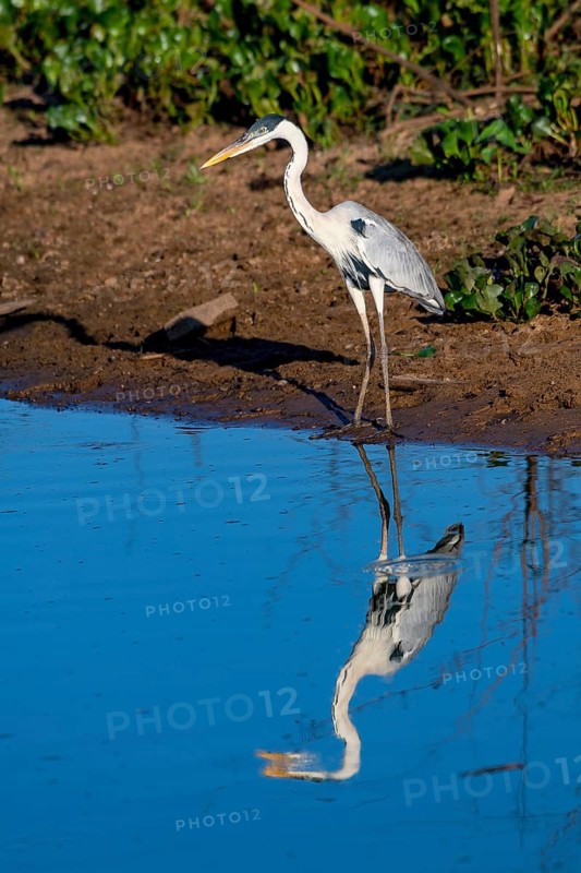 Cocoi heron