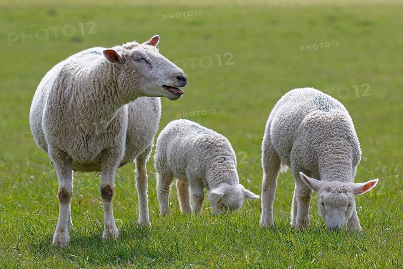 Bleating domestic sheep