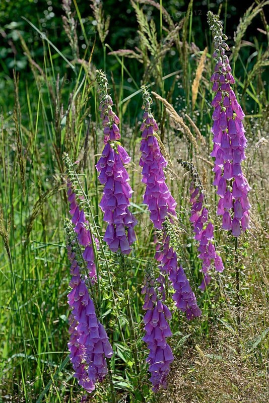 Common foxglove