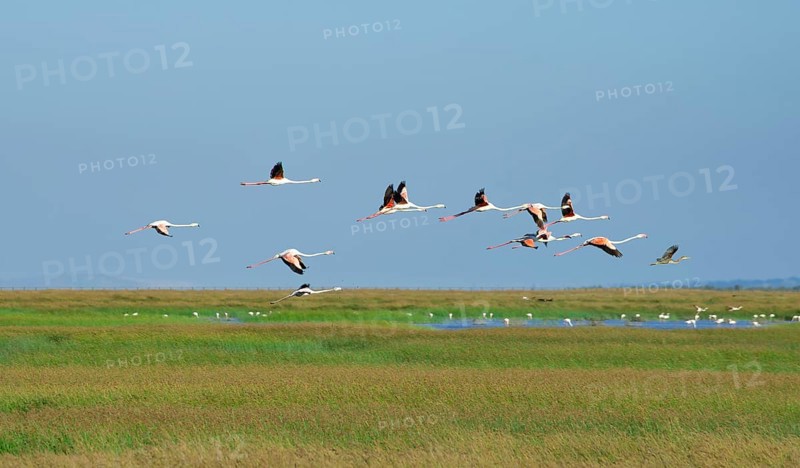 Greater flamingos