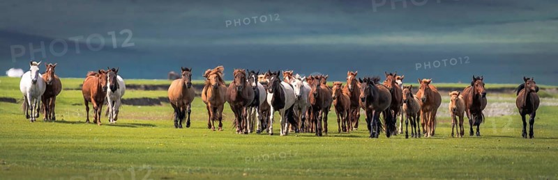 Domestic Horses