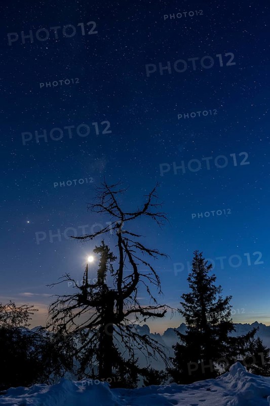 Gnarled tree under full moon and starry sky