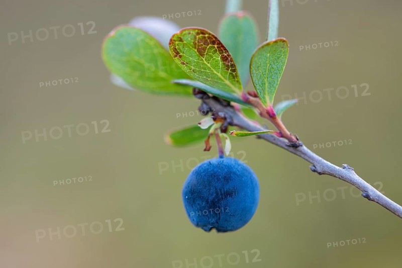 Bog bilberry