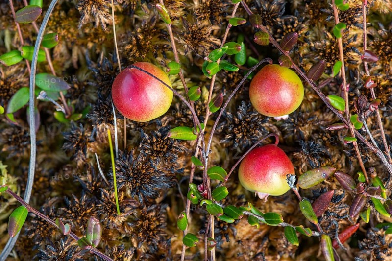 Small cranberry