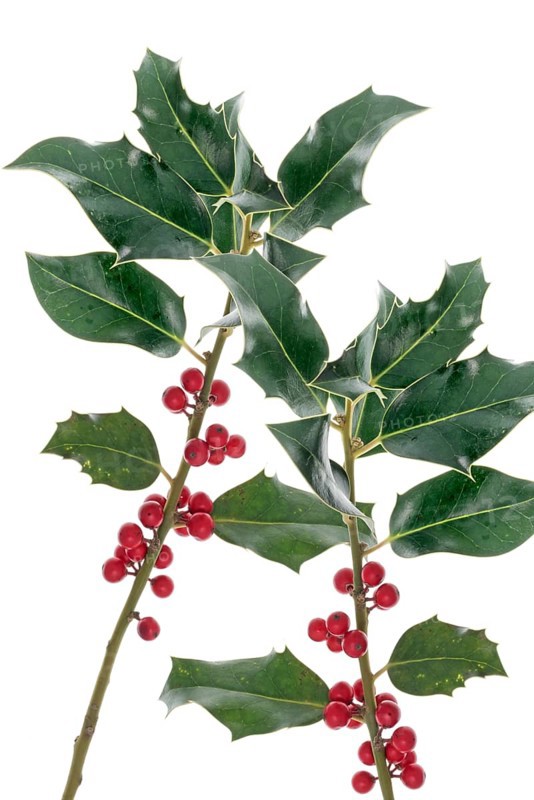 Branches of a holly