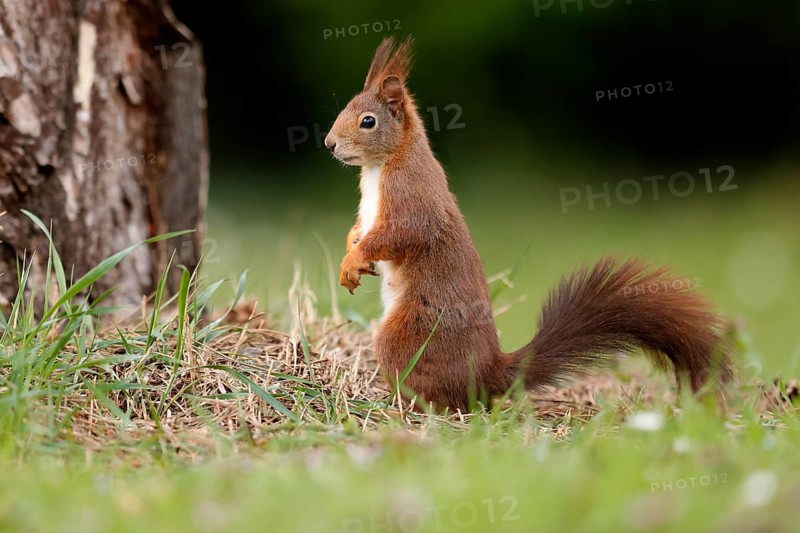 Squirrel