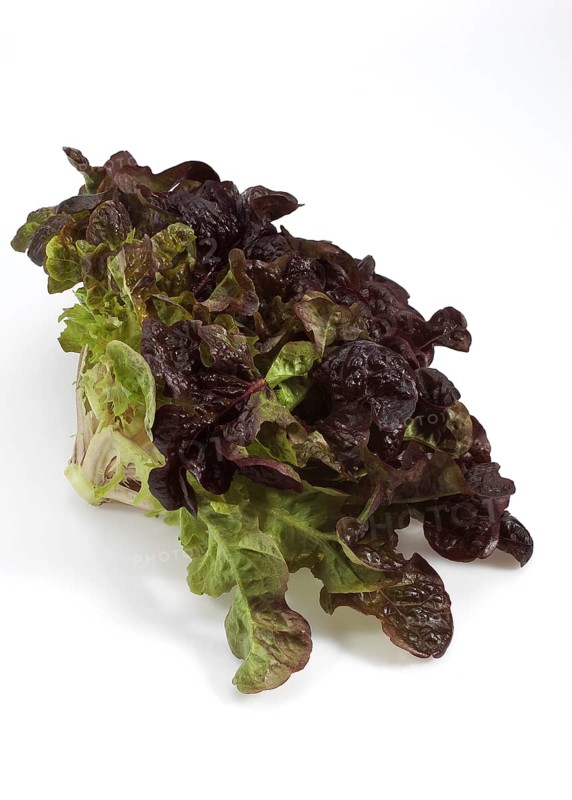 French lettuce called corne de cerf