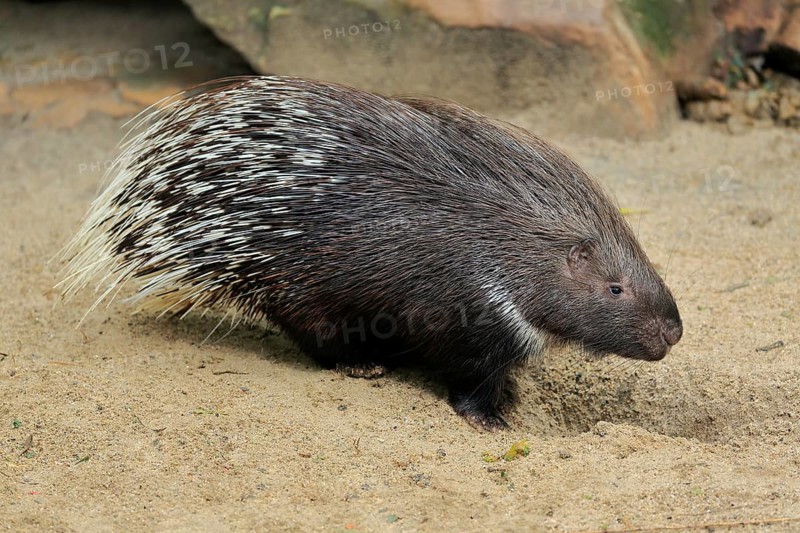 Indian white-tailed porcupine