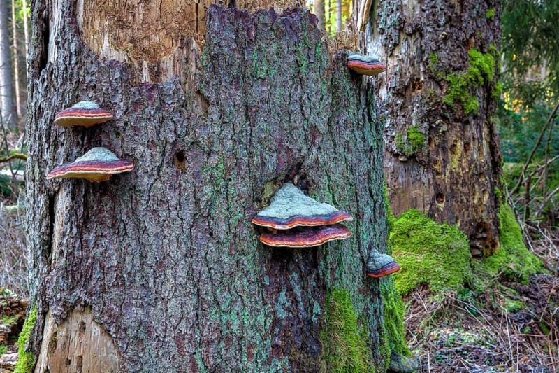 Spruce spores
