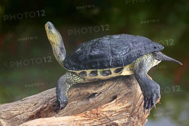 Chinese stripe-necked turtle