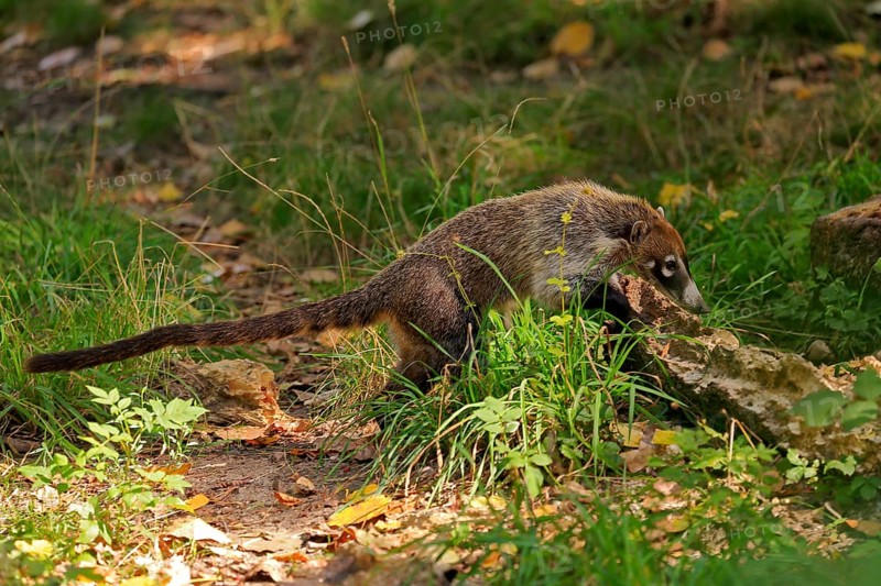 White-trunked coati