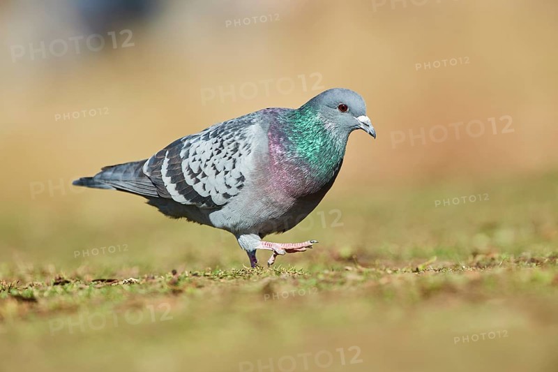 Pigeon