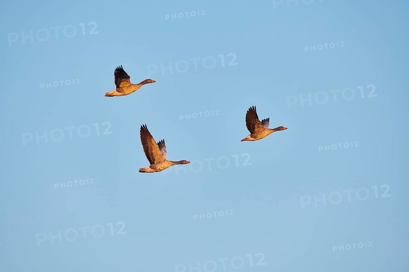 Greylag geese