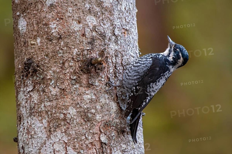 Three-toed Woodpecker