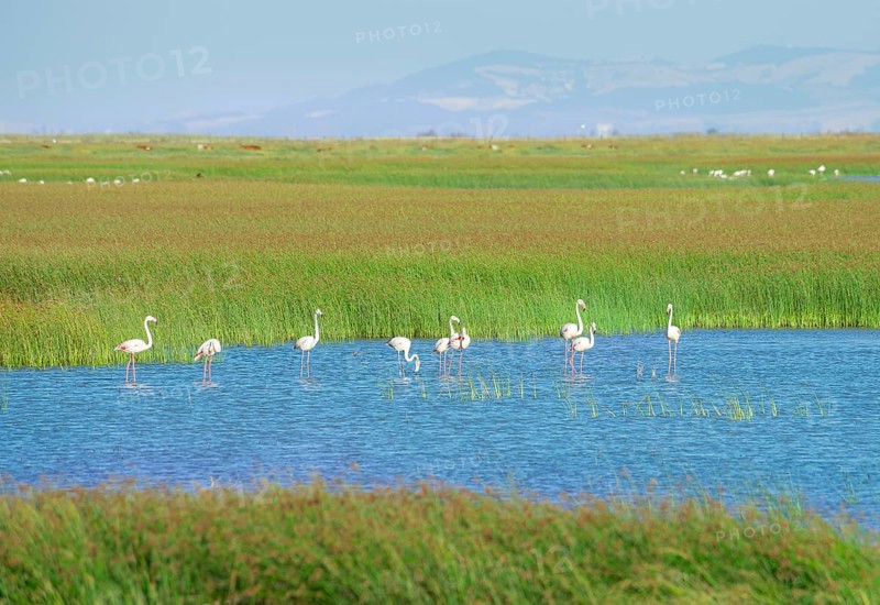 Greater flamingos