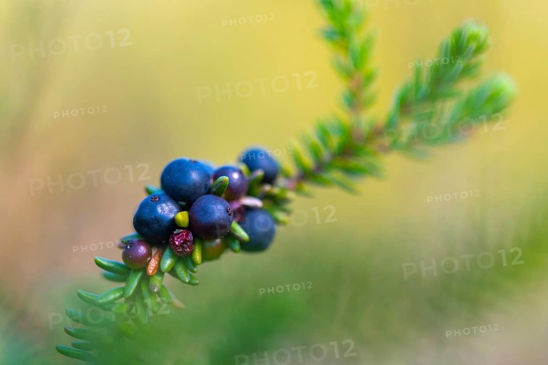Crowberry