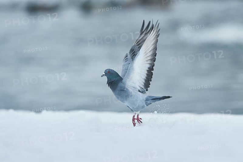 Pigeon