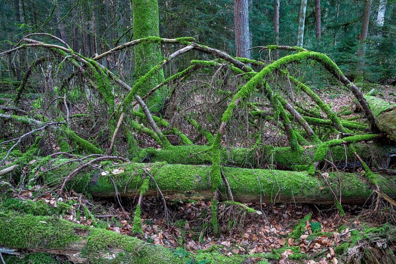 Spruce forest